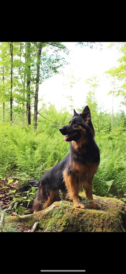 Nicole K9 Training Solutions