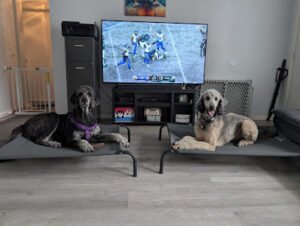 Dog Life LLC
