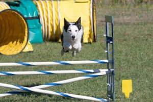 ABC Dog Training