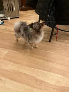 ACC (Applied Canine Concepts LLC)