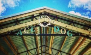 The Ace Dog Trainer