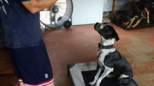 Valor K9 Training