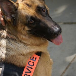 K9 Advisors Dog Training