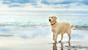 Sit Means Sit Dog Training Tampa