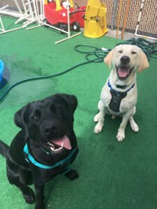 Dynamite Dog Training