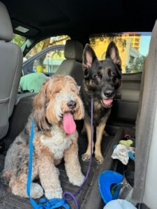 Solid K9 Training Academy