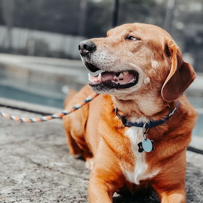 WooF Dogs – Dog Training & Canine Behavior Consultants