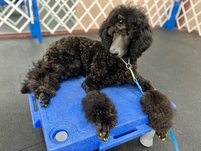 Sarasota Obedience Training