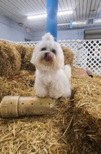 Treasured Canine Academy