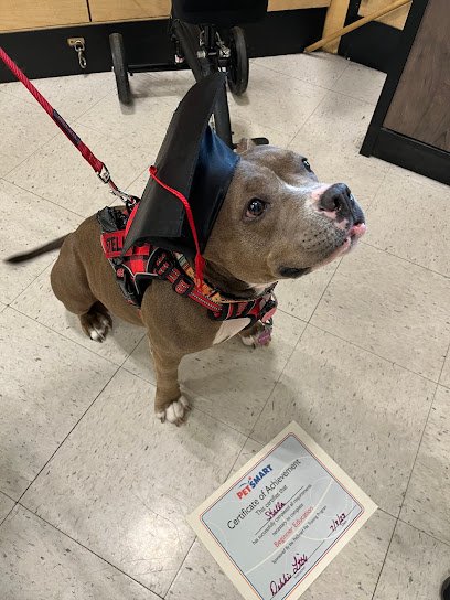PetSmart Dog Training