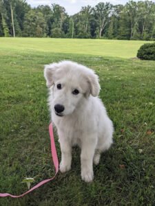 Nightglo Adventure Dog Training