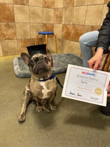PetSmart Dog Training