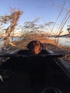 Oak Rail Retrievers