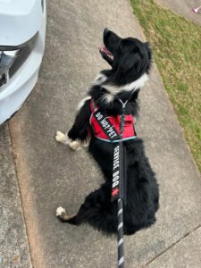 BackRoads K-9, LLC