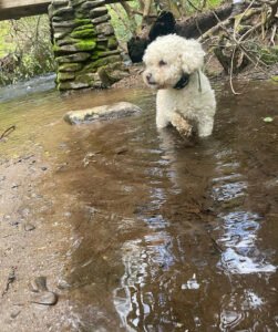 Pet Pleasers Care