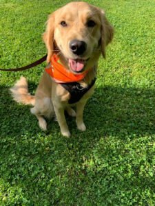 Off Leash K9 Training, Athens