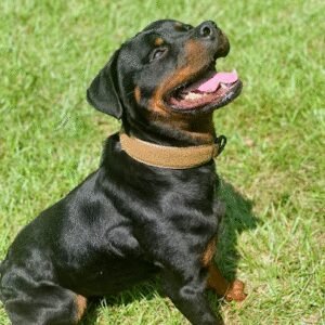 MuddyWaters Dog Training