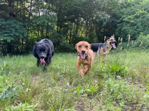 Off Leash K9 Training, Duluth