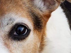 The Developing Canine Behavior and Training