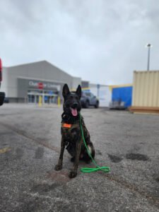 K9 Justice Dog Training