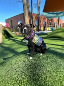 Canine Ph.D. Dog Training, Inc.