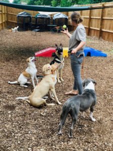 Frogs to Dogs, Training & Pet Care