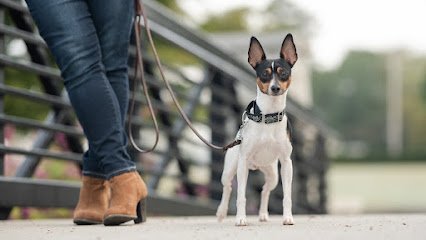 Canine Country Academy – Dog Training and Behavior Modification