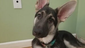 Sit Happens Dog Training & Behavior, LLC
