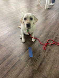 Comprehensive Pet Therapy, Inc.