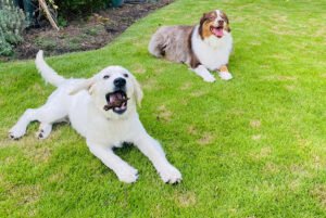 Tenasity- Canine Behavior Specialist