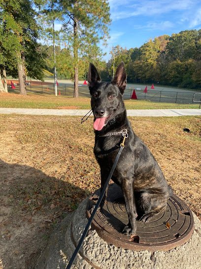 Connective Canine Dog Training