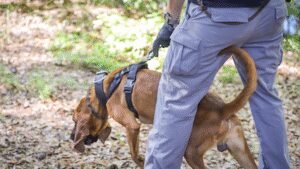 Southern Edge K9