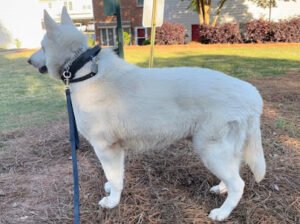 Snellville K9 Academy