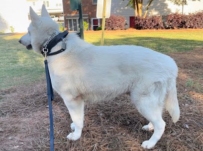 Snellville K9 Academy