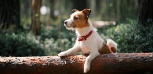 Home Dog Training of North Georgia