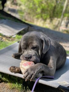 Brooks K9 Solutions