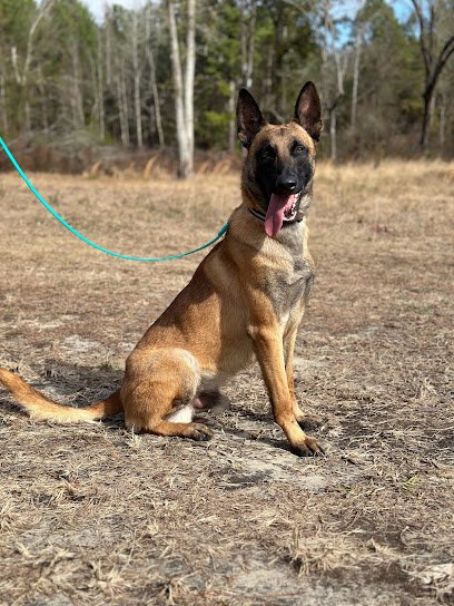 Tactical K9