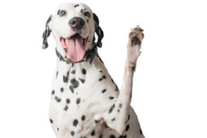 Best Buddies Dog Training