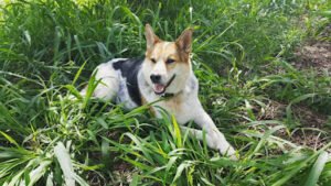 Kaulike K9, LLC