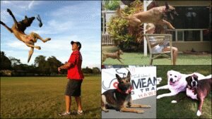 Sit Means Sit Dog Training Hawaii