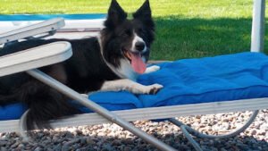 D4 Dog Agility