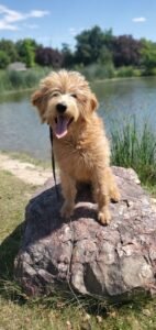 All Dogs Unleashed Dog Training Boise