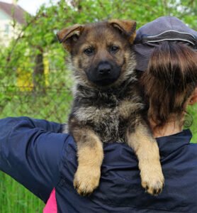 Valor Protection Dogs