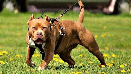 Crouse Canine