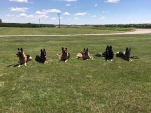 Canine Solutions