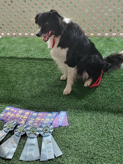 M to the Fourth Canine Agility