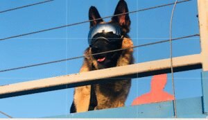 Pro Paws Dog Training