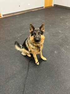 Seek K-9 Dog Training Academy
