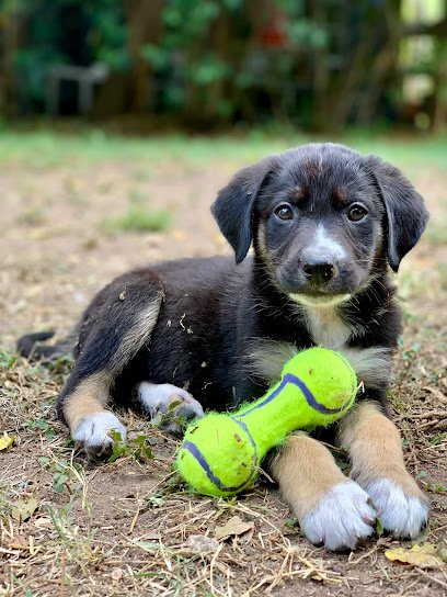 Walk The Dog Training