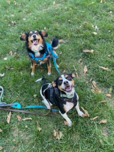 Soul Dog Training
